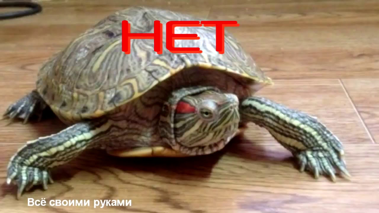 черепаха с мягким панцирем черепаха с мягким панцирем